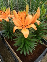 [5030 Orange Matrix No02.JPG]